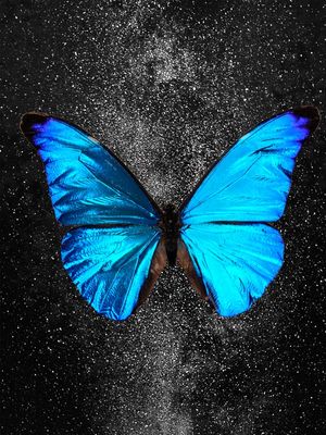 BORBOLETA DA NOITE
