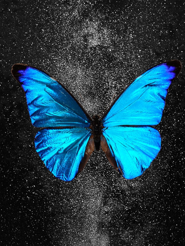 BORBOLETA DA NOITE