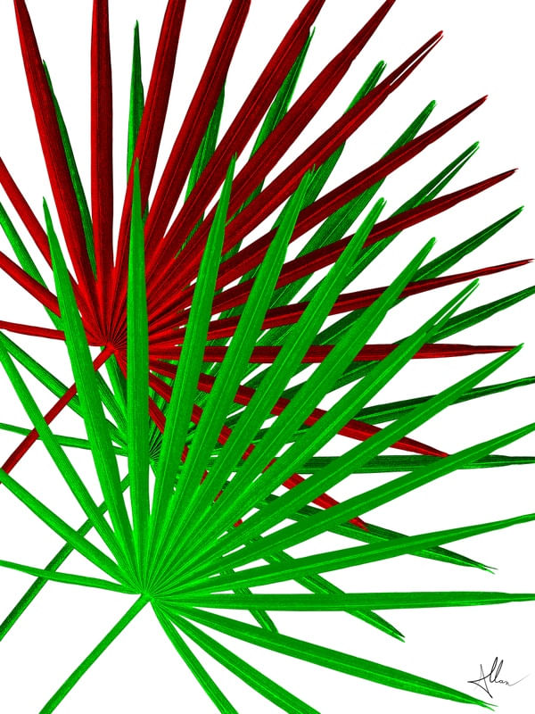 PALMETTO LEAF