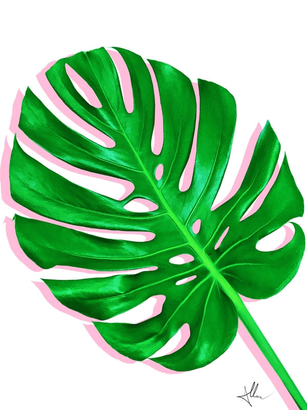 MONSTERA WITH PINK SHADOW