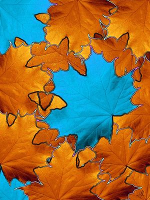 MAPLE