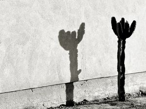 CACTUS SHADE ON THE WALL