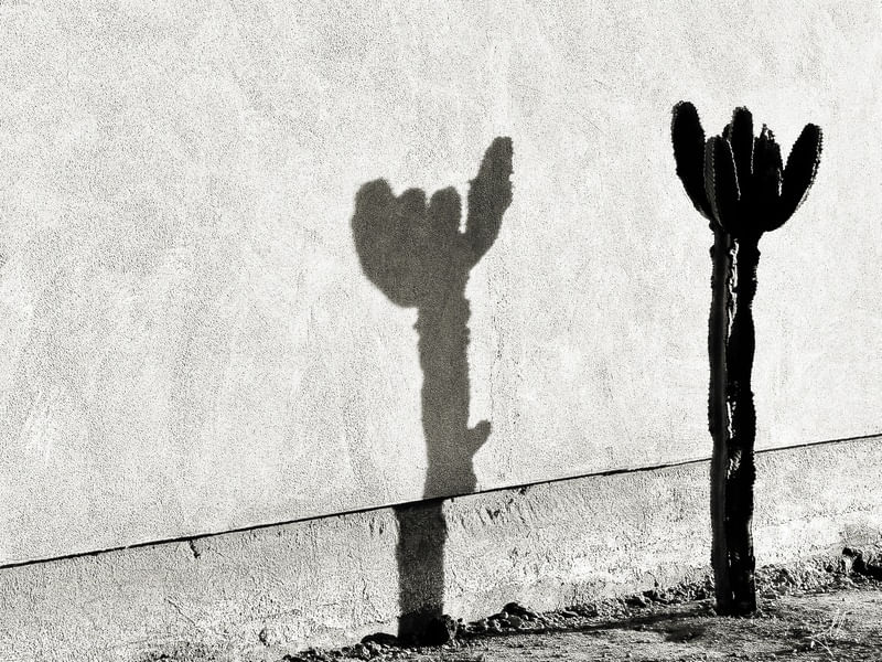 CACTUS SHADE ON THE WALL