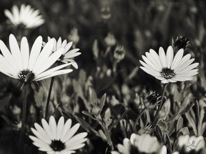 GARDEN FLOWERS