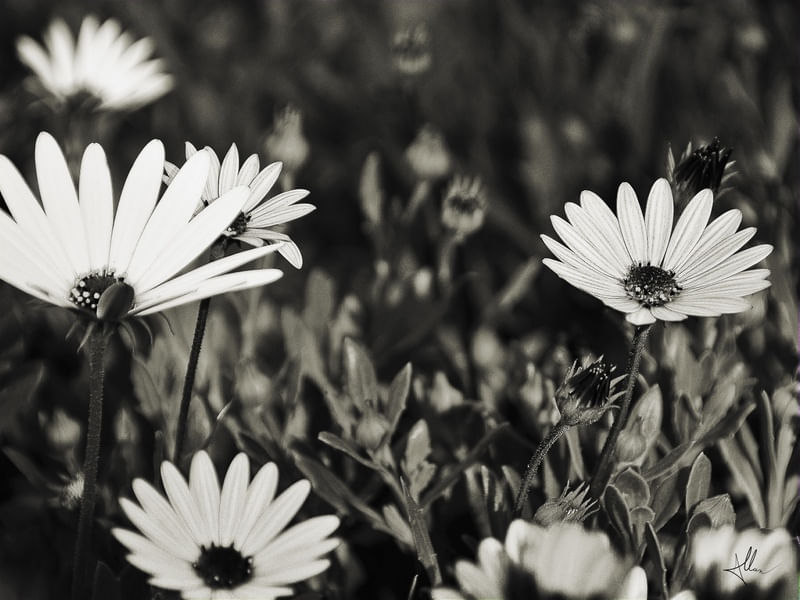 GARDEN FLOWERS