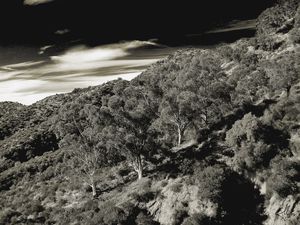 MOUNTAIN WITH TREES