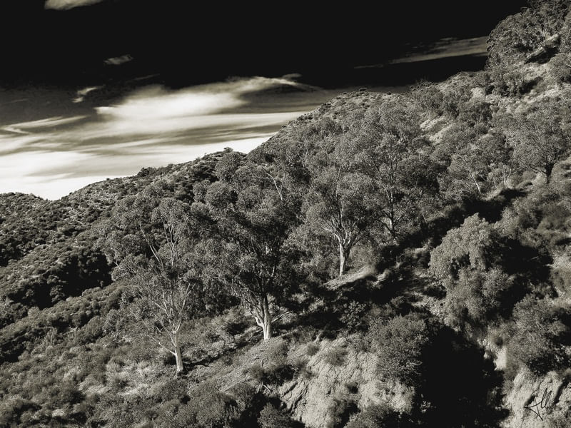 MOUNTAIN WITH TREES