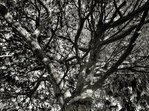 TREE BRANCHES