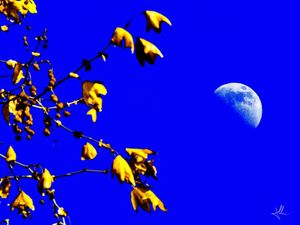 MOON AND BRANCHES