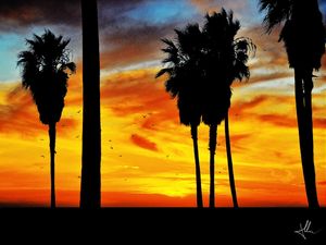 SUNSET AND TREES