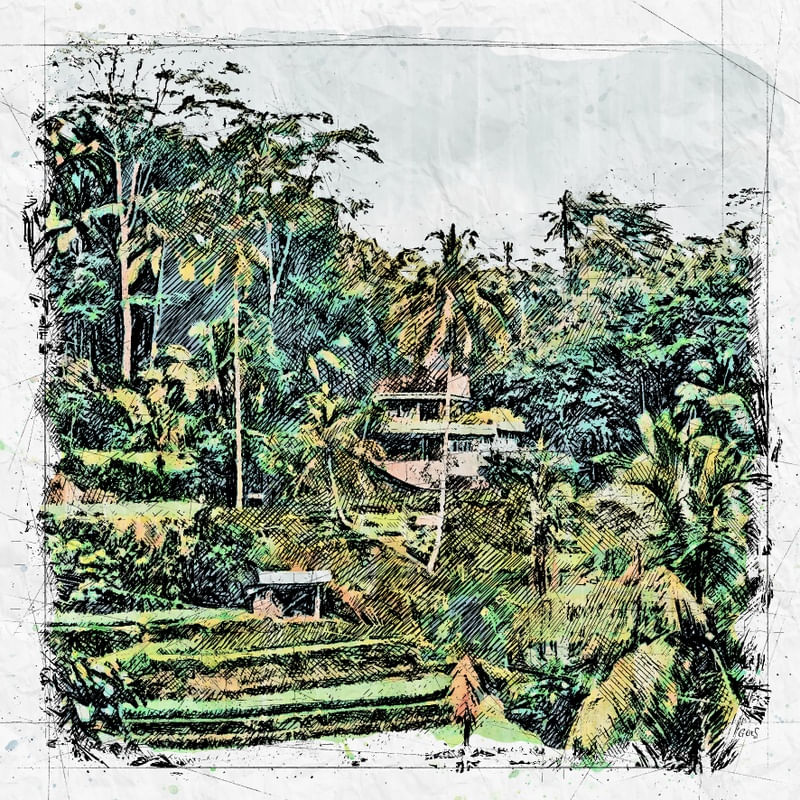 BALI PLANTAÇÃO ARROZ SKETCH