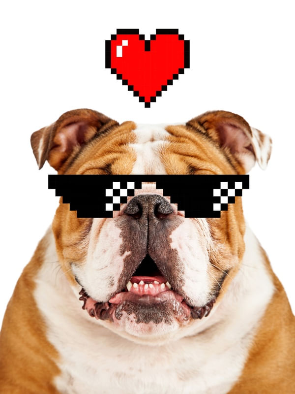 DOG LOVE - NOVO