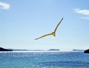 GAIVOTAVOO