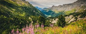 FLORES NO ALPES