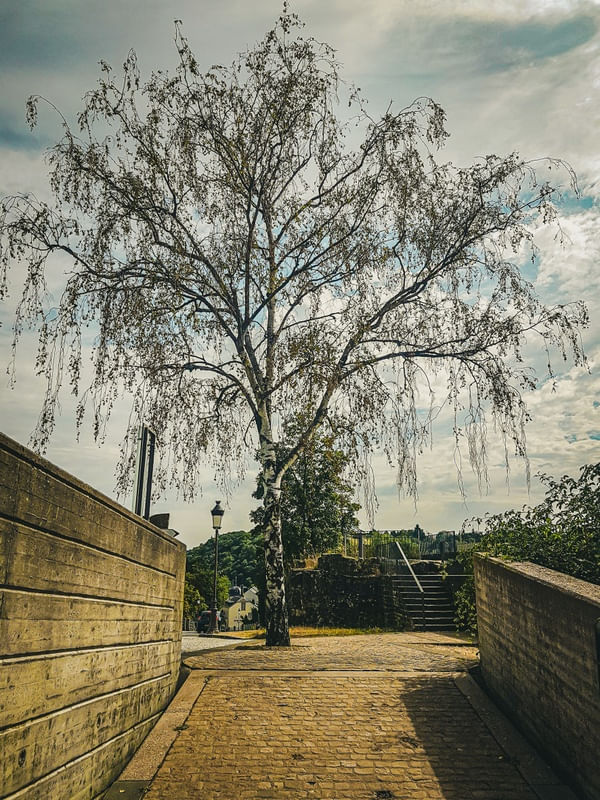 ÁRVORE E CONCRETO