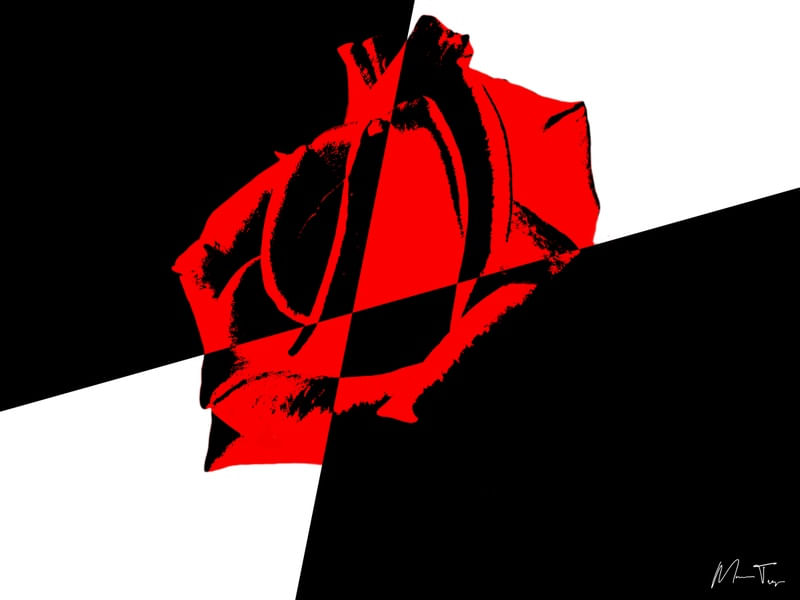 X ROSE