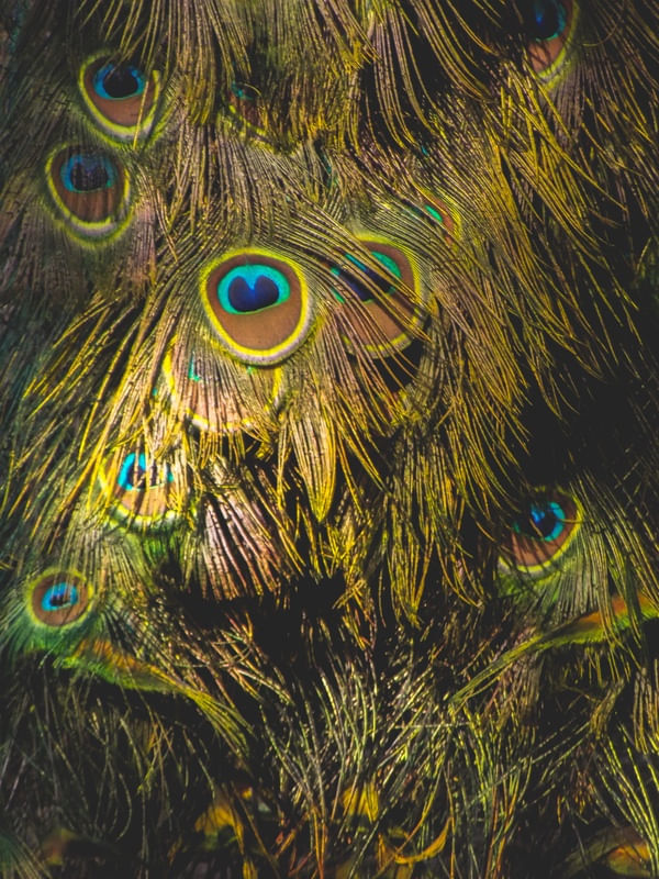 OLHOS DE PAVÃO