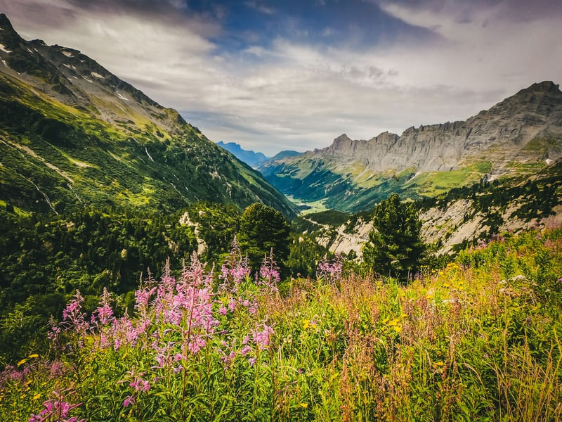 FLORES NOS ALPES