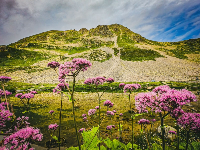 FLORES NOS ALPES 2