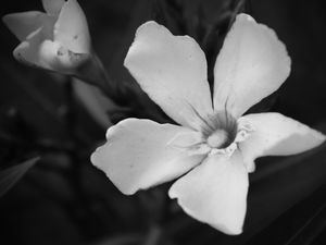 FLOR - IMG20192053 EX PS