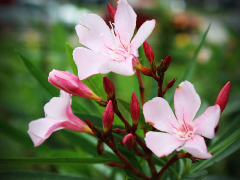 FLORES - IMG20192056 EX PS