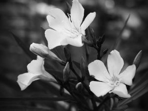 FLORES - IMG20192057 EX PS