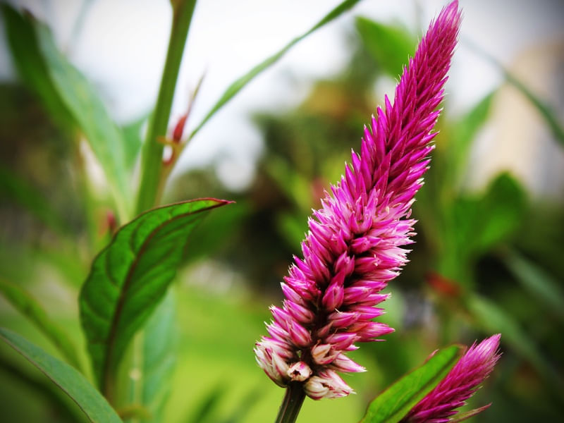 FLOR - IMG20192082 EX PS