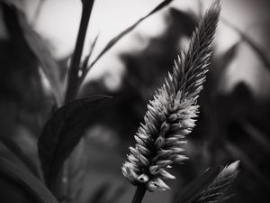 FLOR - IMG20192083 EX PS