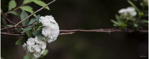 FLORES GRINALDA DE NOIVA