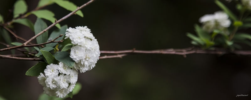 FLORES GRINALDA DE NOIVA