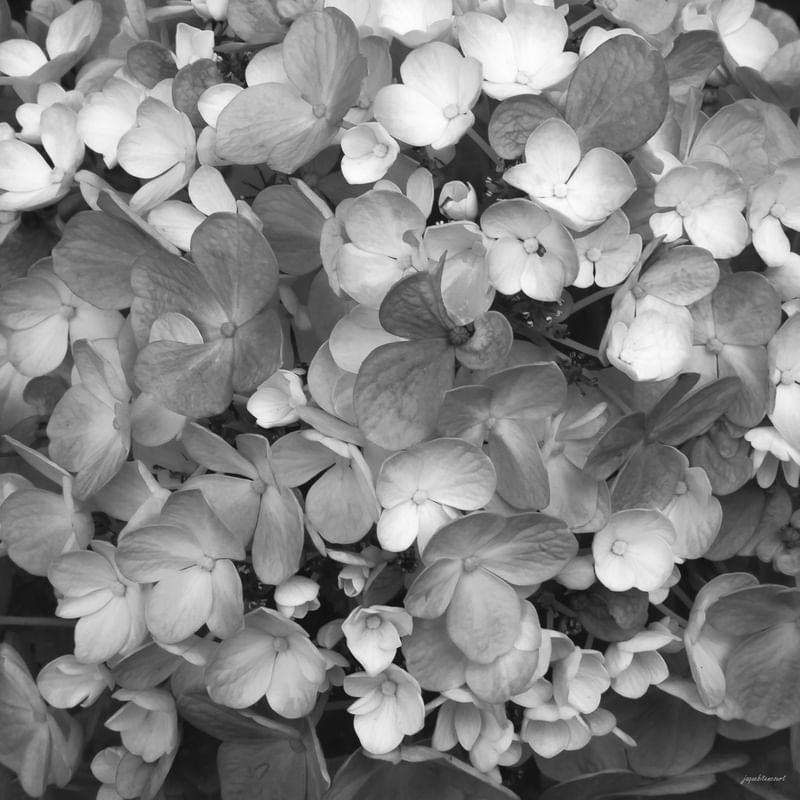 HORTÊNCIAS PB TONS 1
