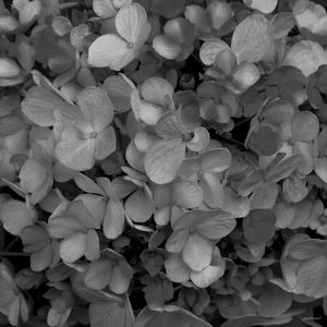 HORTÊNCIAS PB TONS 2