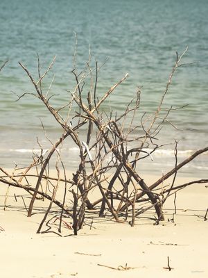 GALHOS SECOS NA PRAIA