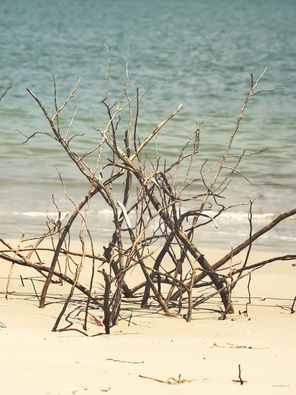 GALHOS SECOS NA PRAIA