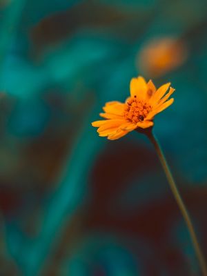 FLOR SINGULAR
