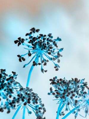 PHANTOM FLOWER