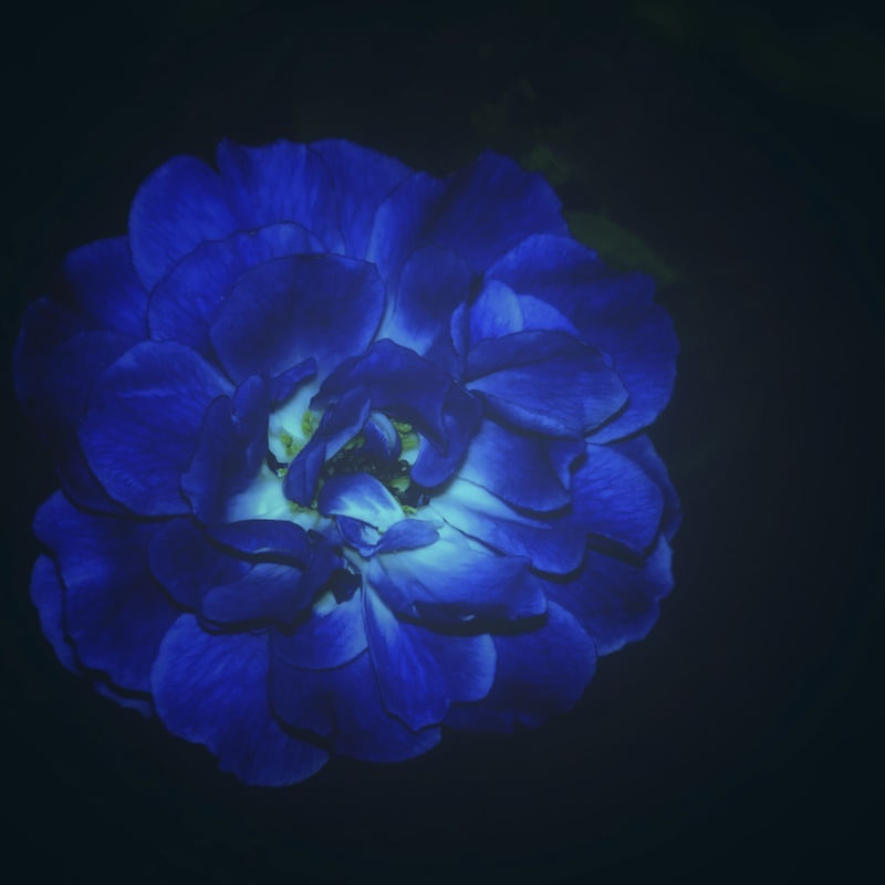 LUCKY BLUE ROSE
