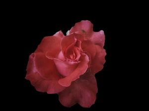 CORAL ROSE