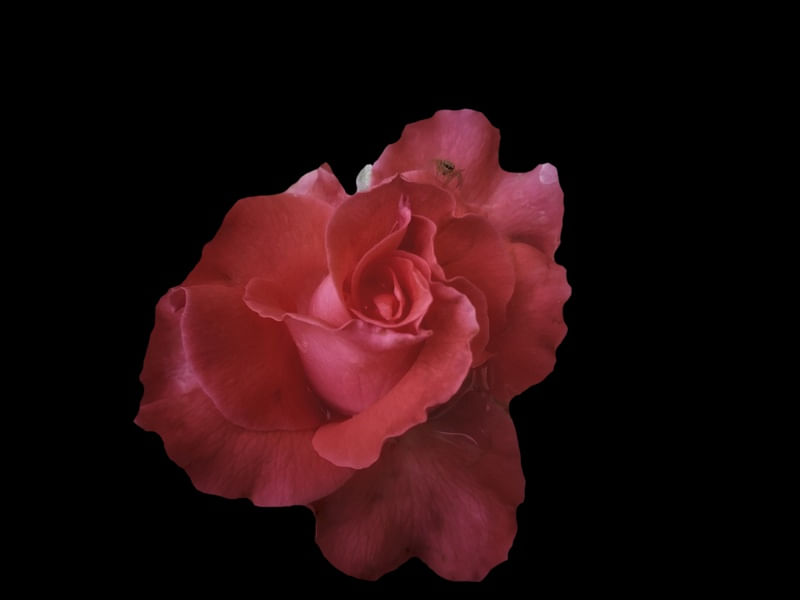 CORAL ROSE