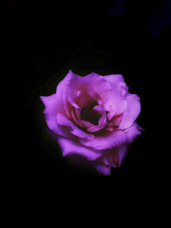 PINK ROSE IN DARK SPACE