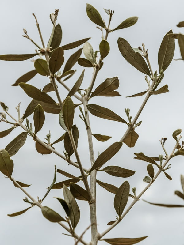 GALHOS DE OLIVEIRA_2
