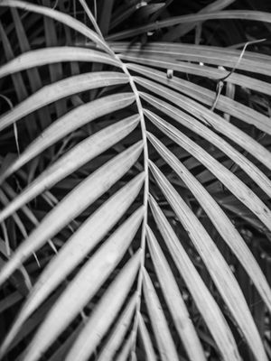 PALMEIRA EM DETALHE