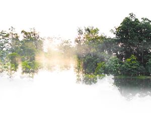 OVERFORESTED