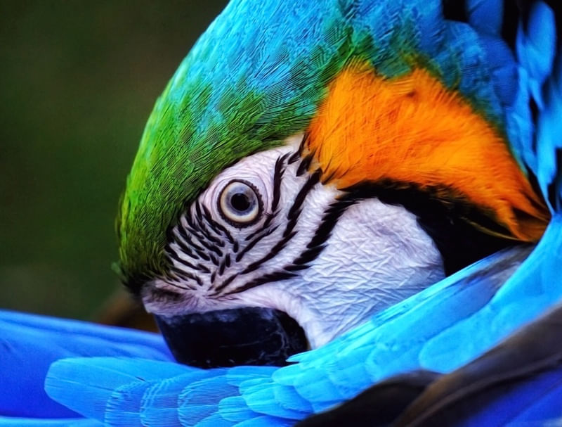 ARARA FLAGRADA