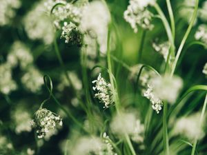 BOKEH VERDE (I)