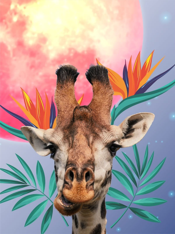 GIRAFFE MOON