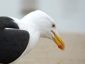 GAIVOTA CLOSE UP