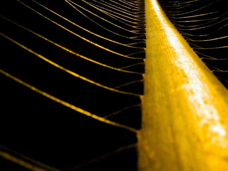 NAU DE COQUEIRO - PAISAGEM