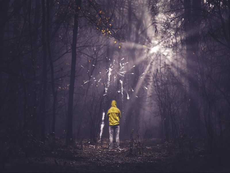 NIGHT FOREST DARK