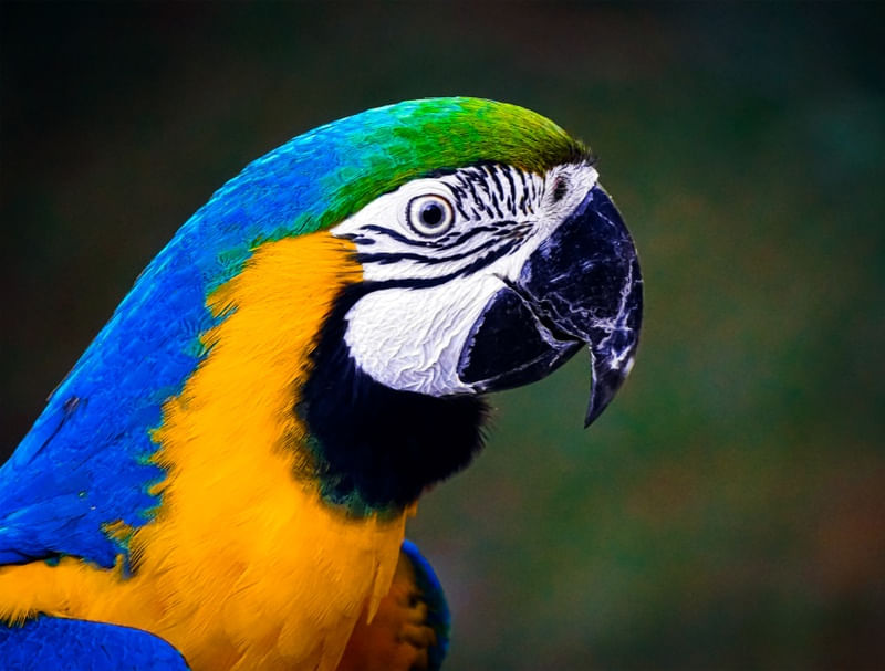 ARARA PERFILADA